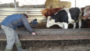 Simon Vacher talking to the cattle